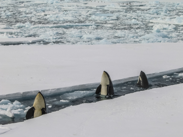 Antarctica-Gallery