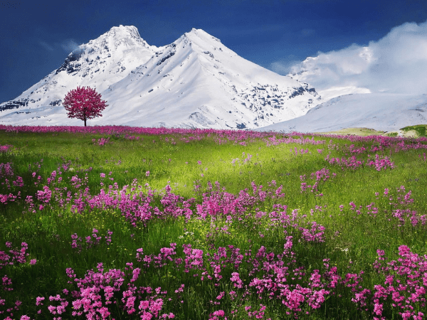 Field of pink flowers in bloom with a snow-capped mountain in the background