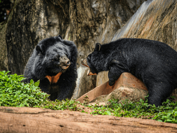 Two black bears standing on a rock formation in Kodai Road, Tamil Nadu, India.