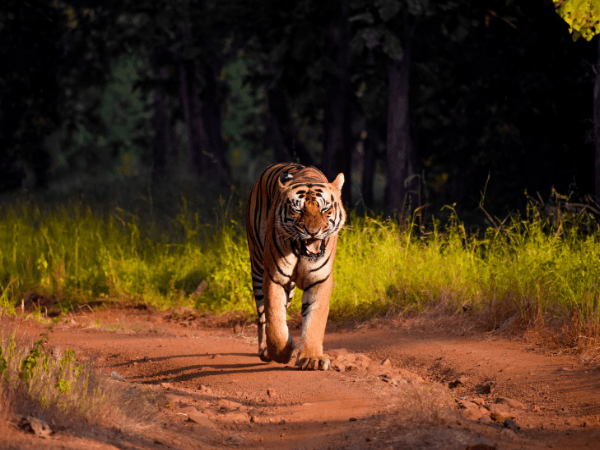 Majestic-tiger-walks-through-a-lush-grassland-ranthambore-safari-Liberty-India