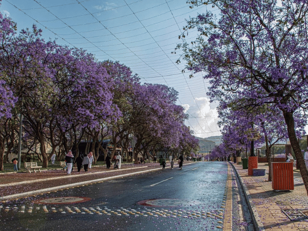 Jacaranda trees in full bloom lining a scenic street in Abha, Saudi Arabia, with pedestrians enjoying the view