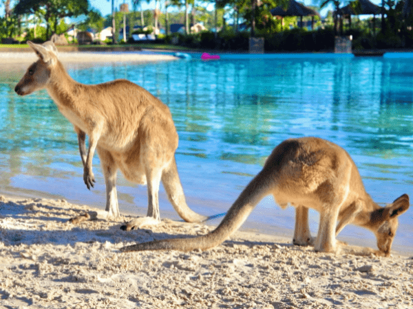 Luxury travel experience organized by a DMC in Australia