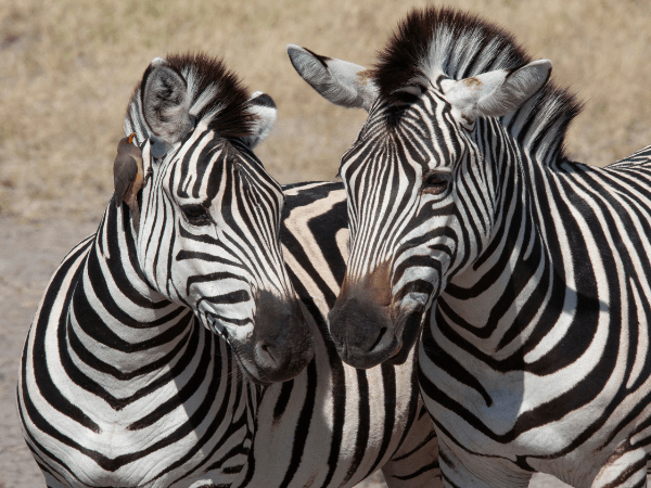 Zebras grazing on Botswana safari with DMC in Botswana