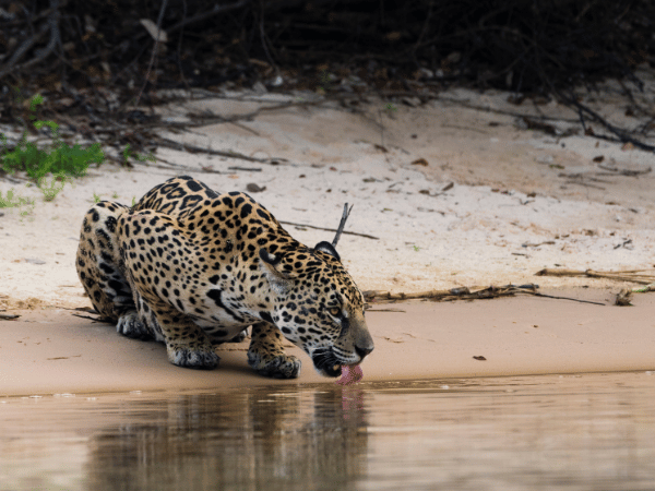 Wildlife in Brazil: A jaguar drinks from a river in the Pantanal, a popular destination for wildlife safaris and nature tours.