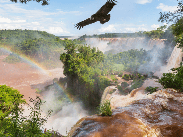 From breathtaking waterfalls to incredible wildlife, our DMC in Brazil curates unforgettable journeys. This image of an Andean condor at Iguazu Falls highlights the natural wonders we showcase.