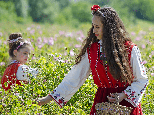 Bulgarian women in traditional red and white attire harvesting roses in a lush field during the Rose Festival