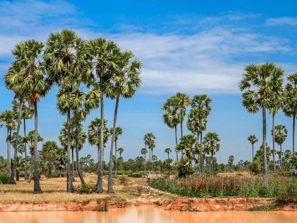 Scenic Cambodian countryside with palm trees arranged by a DMC in Cambodia for incentive group tours