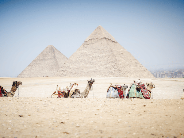 Colorfully saddled camels waiting for tourists near the pyramids, a classic experience offered by a DMC in Egypt.