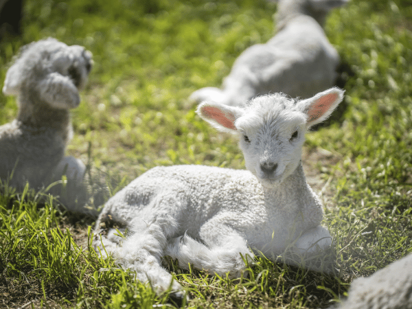 Owen River, Nelson_ A group of white lambs resting on green grass in a peaceful outdoor setting near Owen River, Nelson