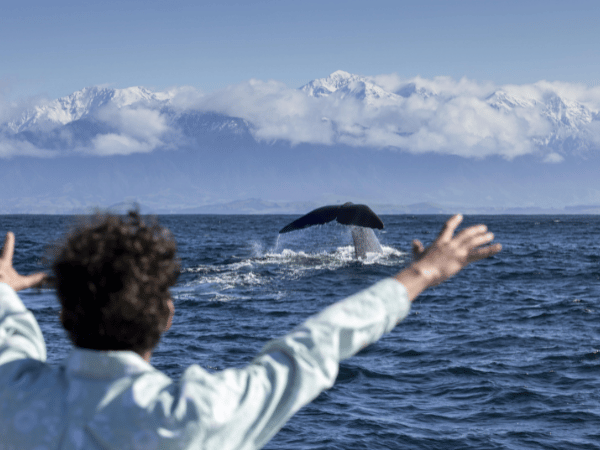 Man standing on a cliff overlooking the ocean, watching whales in the distance