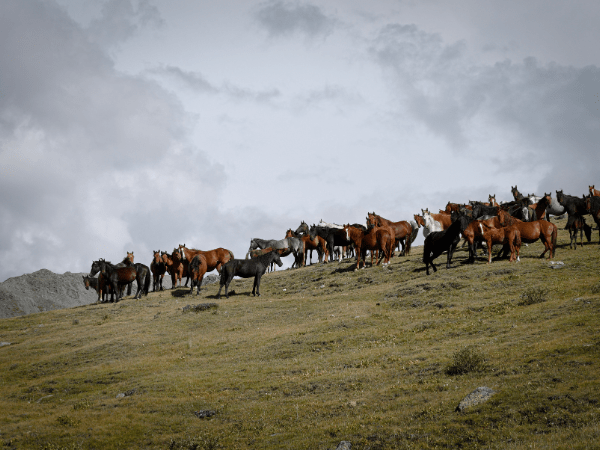 Herd of horses grazing on a grassy hilltop in Kazakhstan.