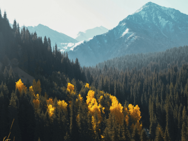 Forest with yellow leaves in foreground and snow-capped mountains in background, possibly in the Almaty region of Kazakhstan.